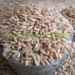 Bamboo Rice Moongil Arisi (மூங்கில் அரிசி) 500g