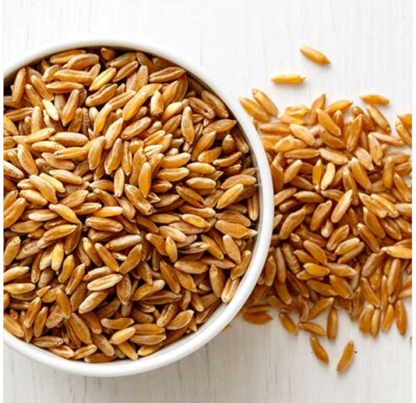 Khapli Emmer Wheat (சம்பா கோதுமை)