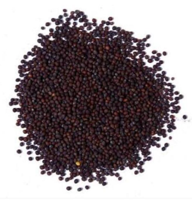 Screenshot 2025-09-26 155818 Mustard Kadugu (கடுகு)