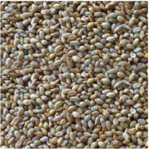 Naatu Kambu Pearl Millet Bajra Gantilu Sajje (நாட்டு கம்பு)