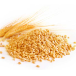 Organic Wheat Godhumai (கோதுமை)