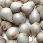 Otha Pal Poondu - Single Clove Garlic (Single Piece Garlic/Fresh Garlic/One Kuli Lehsun/Ek Pothi Lahsun/Garlic)